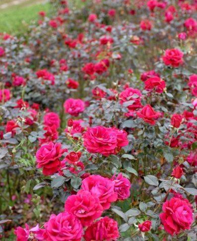 Chateau Belles Graves Bed & Breakfast Pomérols Dış mekan fotoğraf
