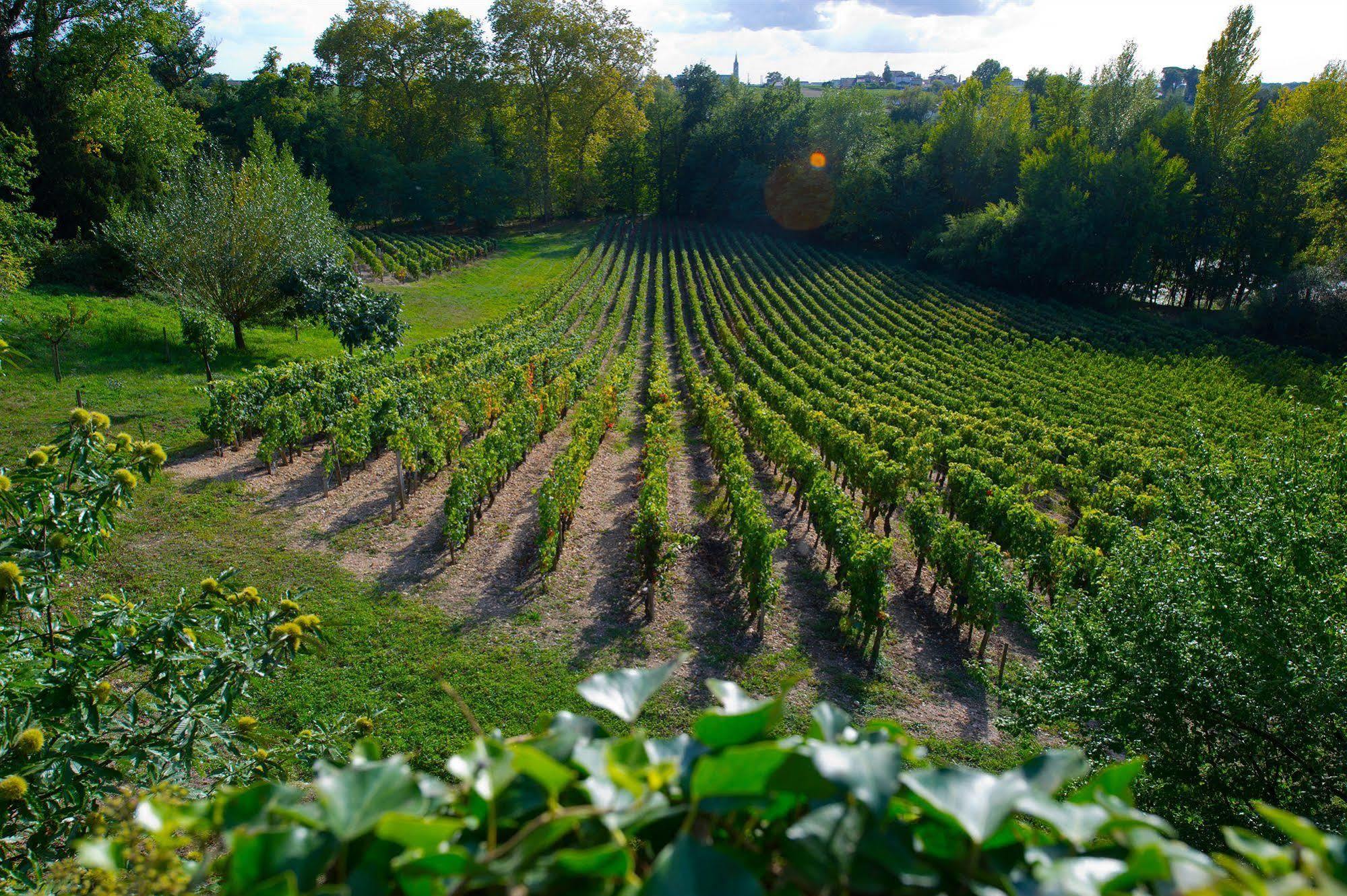 Chateau Belles Graves Bed & Breakfast Pomérols Dış mekan fotoğraf